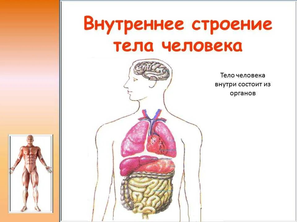 Строение организма вариант 1. Строение тела человека без внутренних органов. внутреннее строение человека картинки. опыт строение человека. лёгкий рисунок внутренних строении тела человека.