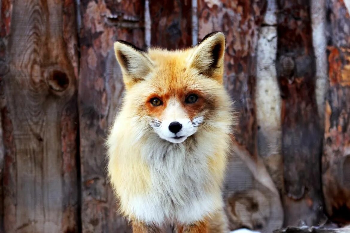 Foxes amazing. Лиса. Фото лисы. Злой Лис. Лиса ярко рыжая.