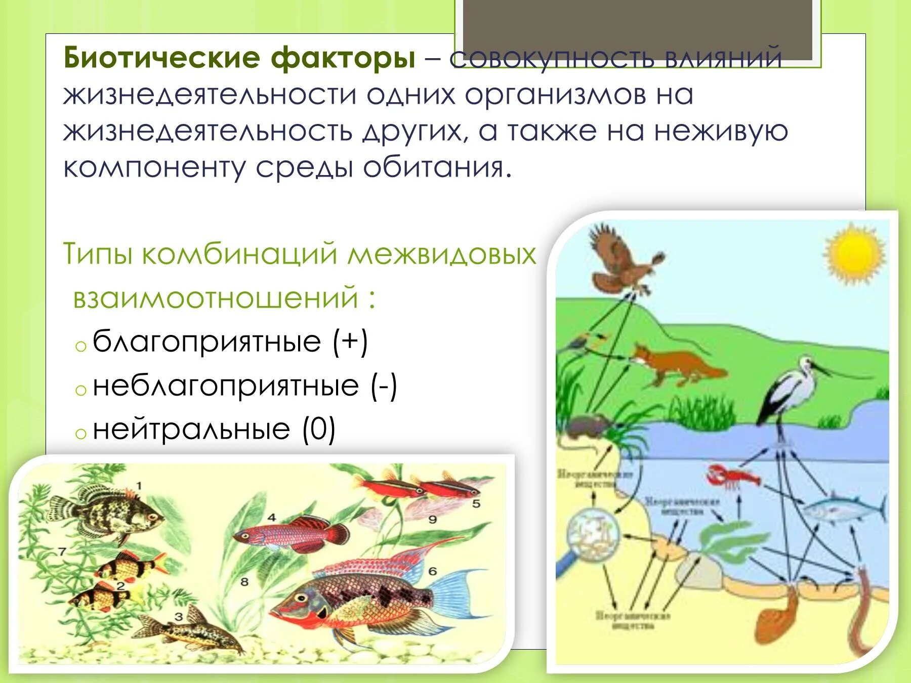 Биотические факторы среды. Экологические факторы среды биотические факторы. Экологические факторы биотические факторы. Биотические факторы окружающей среды примеры. Воздействие живых организмов на среду обитания