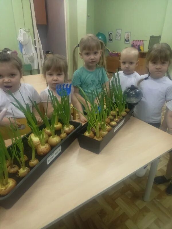 Лук в детском саду. Садим лук в детском саду. Наш огород в детском саду. Выращиваем лук в детском саду.