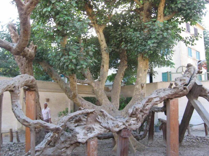 Дерево каира из индии. Дерево девы. Дерево девы марии. Йаванна валар. Друид дерево.