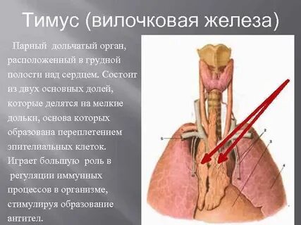 Зобная железа говяжья где находится фото