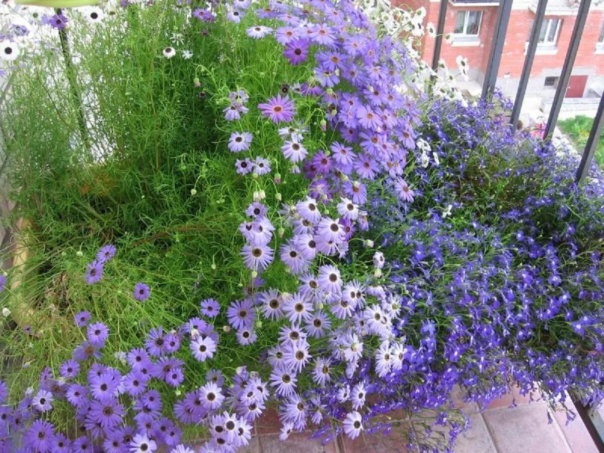 Брахикома ромашка кадриль. Брахикома синяя. Брахикома выращивание из семян. Цветы брахикома иберисолистная. Брахикома иберисолистная синяя.