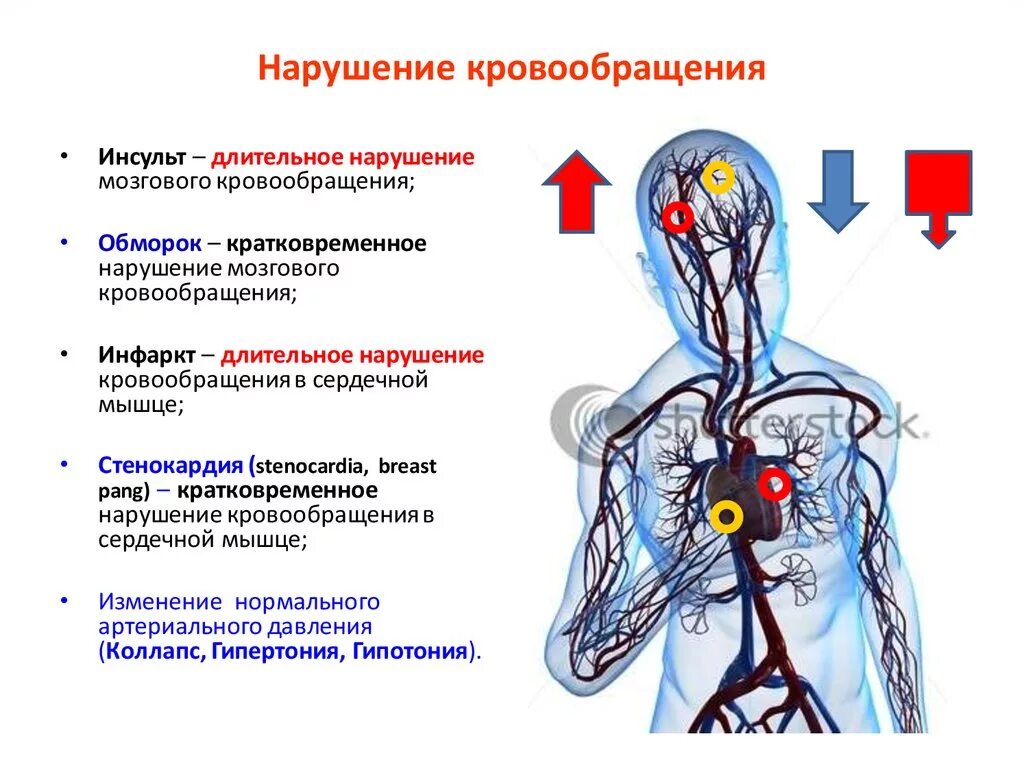 Нарушение кровеносной системы симптомы. Симптомы нарушения артериального кровообращения. Причины нарушения кровообращения. Нарушение артериального и венозного кровообращения.