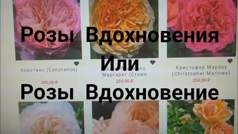 Розы меховских интернет магазин саженцев роз