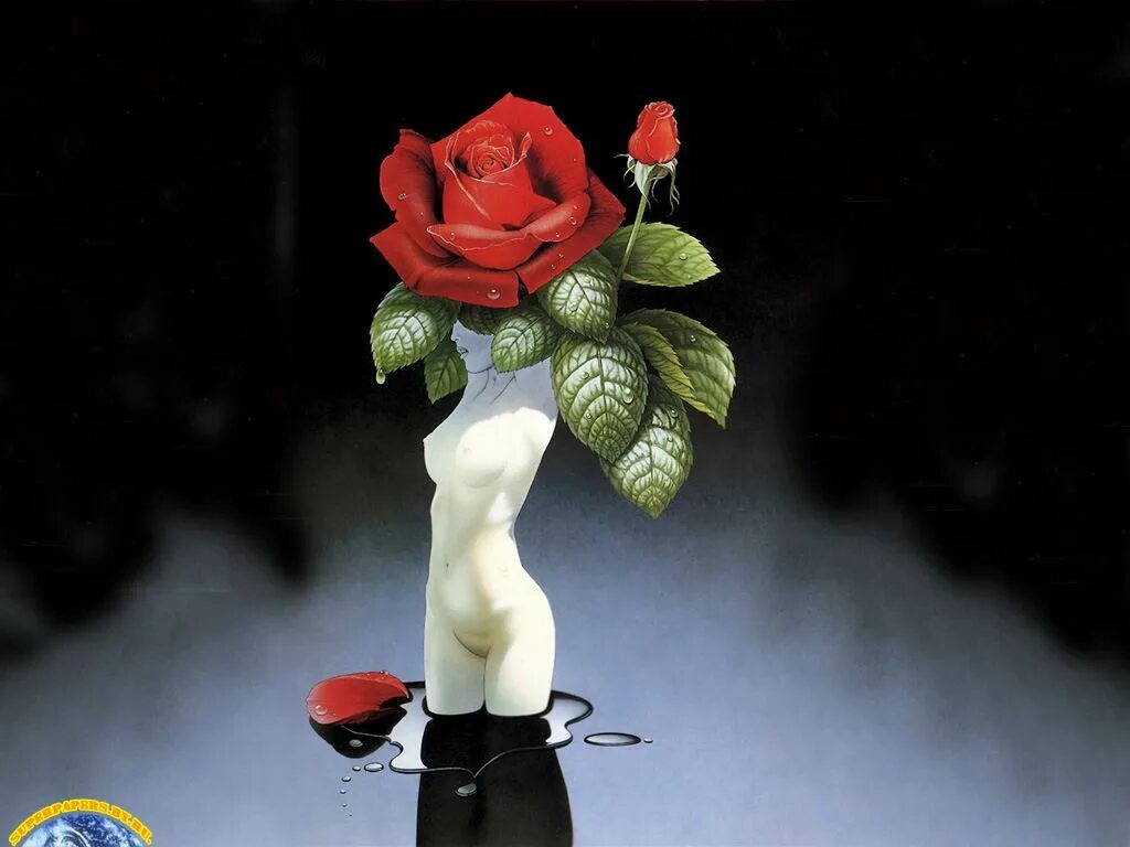 Женщина с розами смешной. Юмор про розы. Прикольные розы картинки