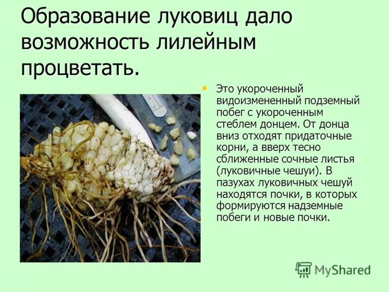 вегетативное размножение луковицами. функции донца у луковицы. размножение луковицами. образование луковицы. луковица видоизмененный побег строение.