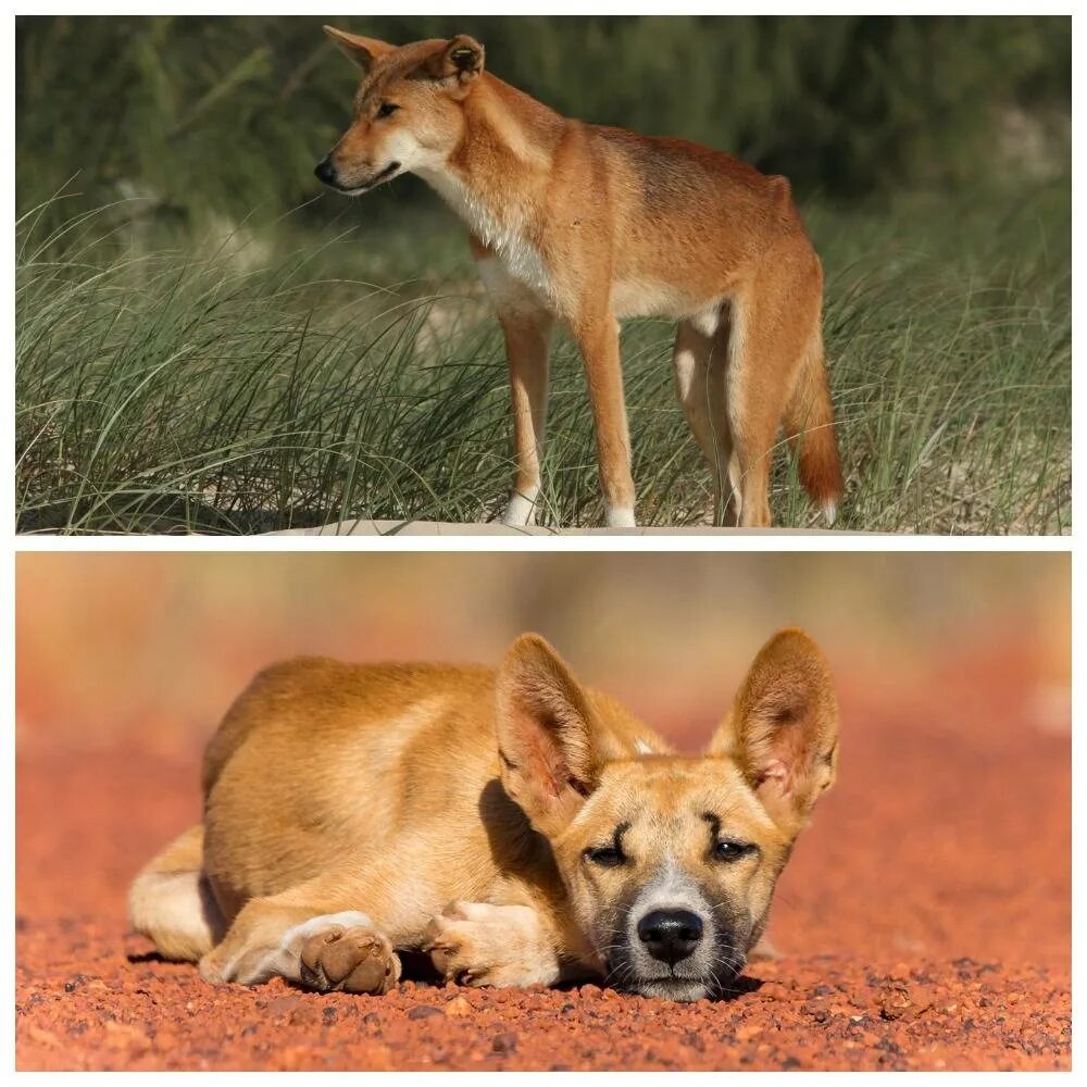 Где живет собака динго на каком. Собака Динго. Австралийский Динго. Овчарка короткошерстная Динго. Собака Динго сумчатая.