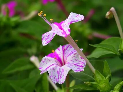 Mirabilis