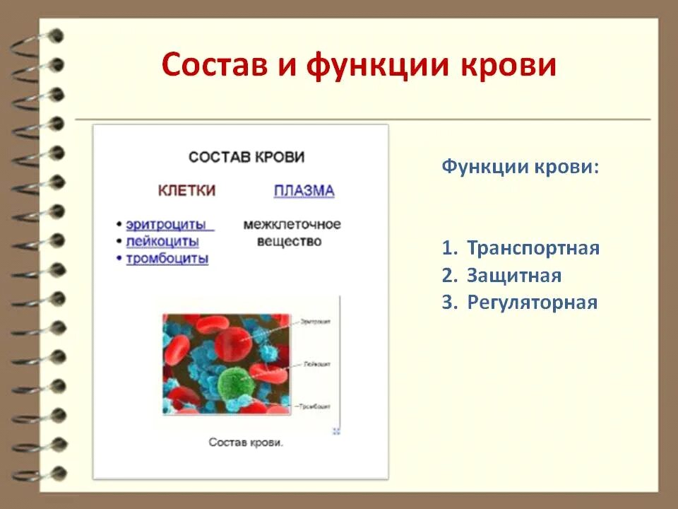 Укажи функции крови человека. Кровь ее состав и функции. Состав и функции крови кратко. Состав и функции крови 8 класс биология. Кровь функции крови её состав.