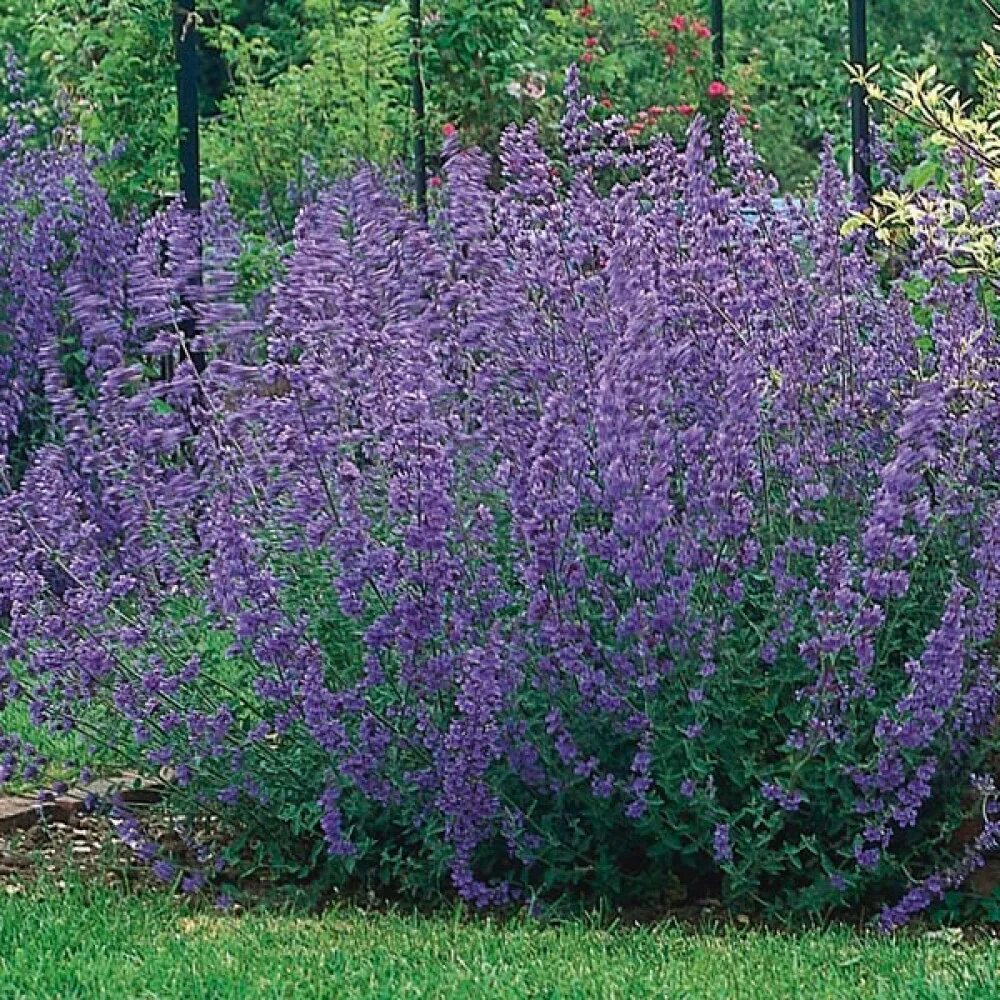 Котовник фассена nepeta. Котовник фассена (nepeta faassenii). котовник фассена (nepeta faassenii `six hills giant`). котовник фассена (nepeta faassenii `dropmore`). котовник фассена джуниор уолкер.