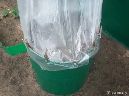 Теплица в ведрах