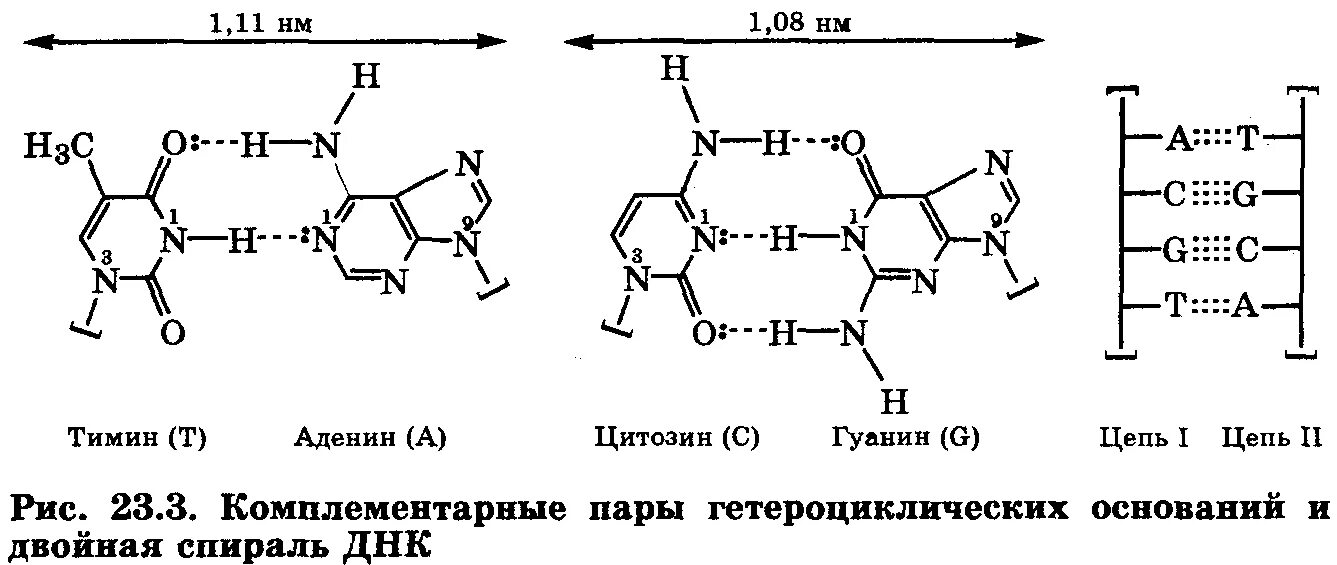 Комплиментарные днк. Формулы комплементарных азотистых оснований. Комплементарные азотистые основания нуклеиновых кислот. Комплиментарные пары азотистых оснований. Комплементарные азотистые основания в РНК.