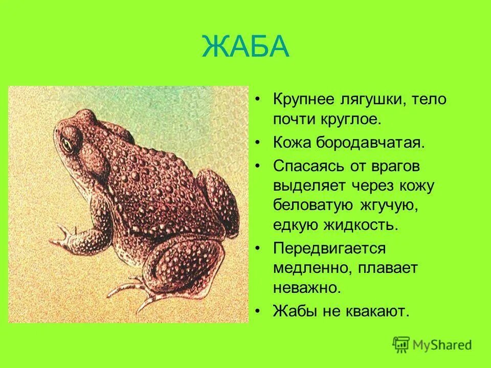Различие лягушки и рыбы. Жаба и лягушка. Жаба и лягушка отличия. Жаба тело. Отличие Жабы от лягушки.