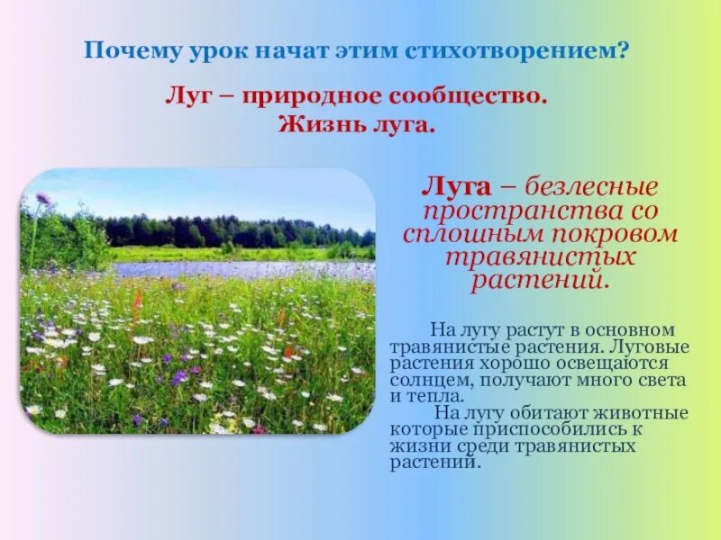 Окружающий мир 4 класс сообщение о луге