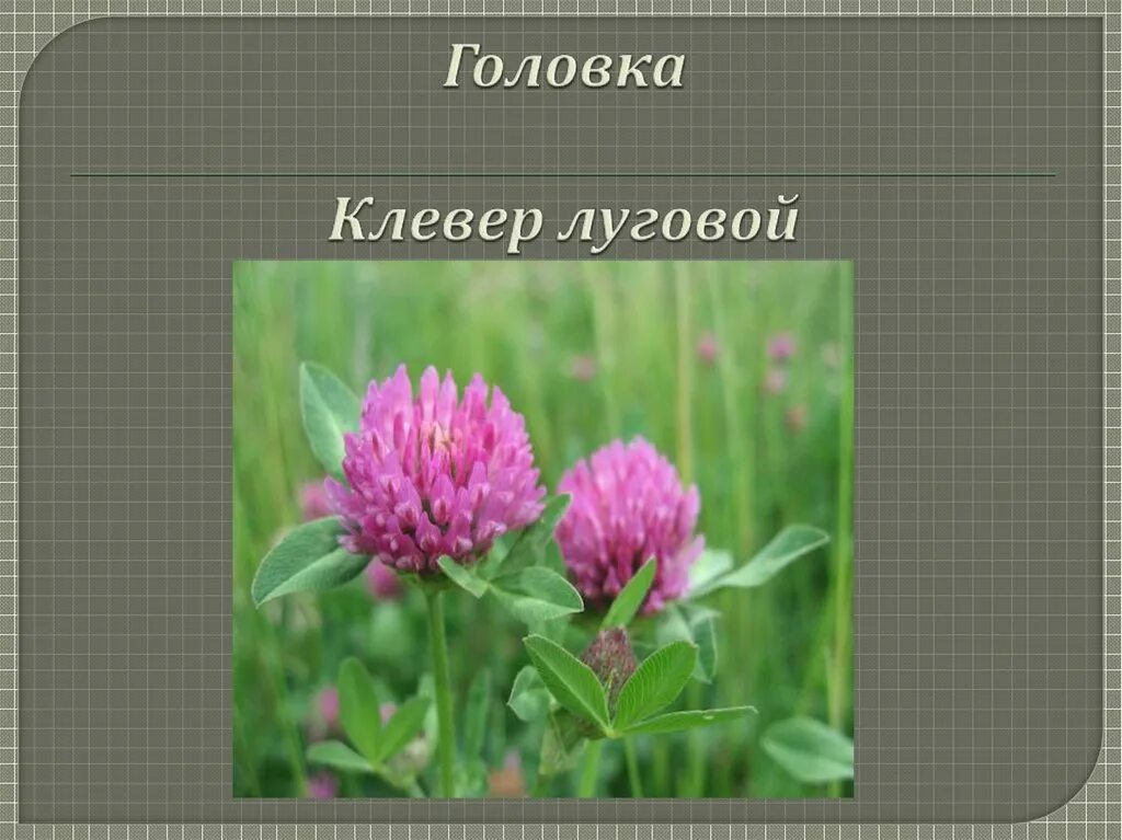 Клевер луговой польза. Соцветие головка Клевер. Соцветие клевера Лугового. Клевер красный соцветие. Вид соцветий Клевер Луговой головка.