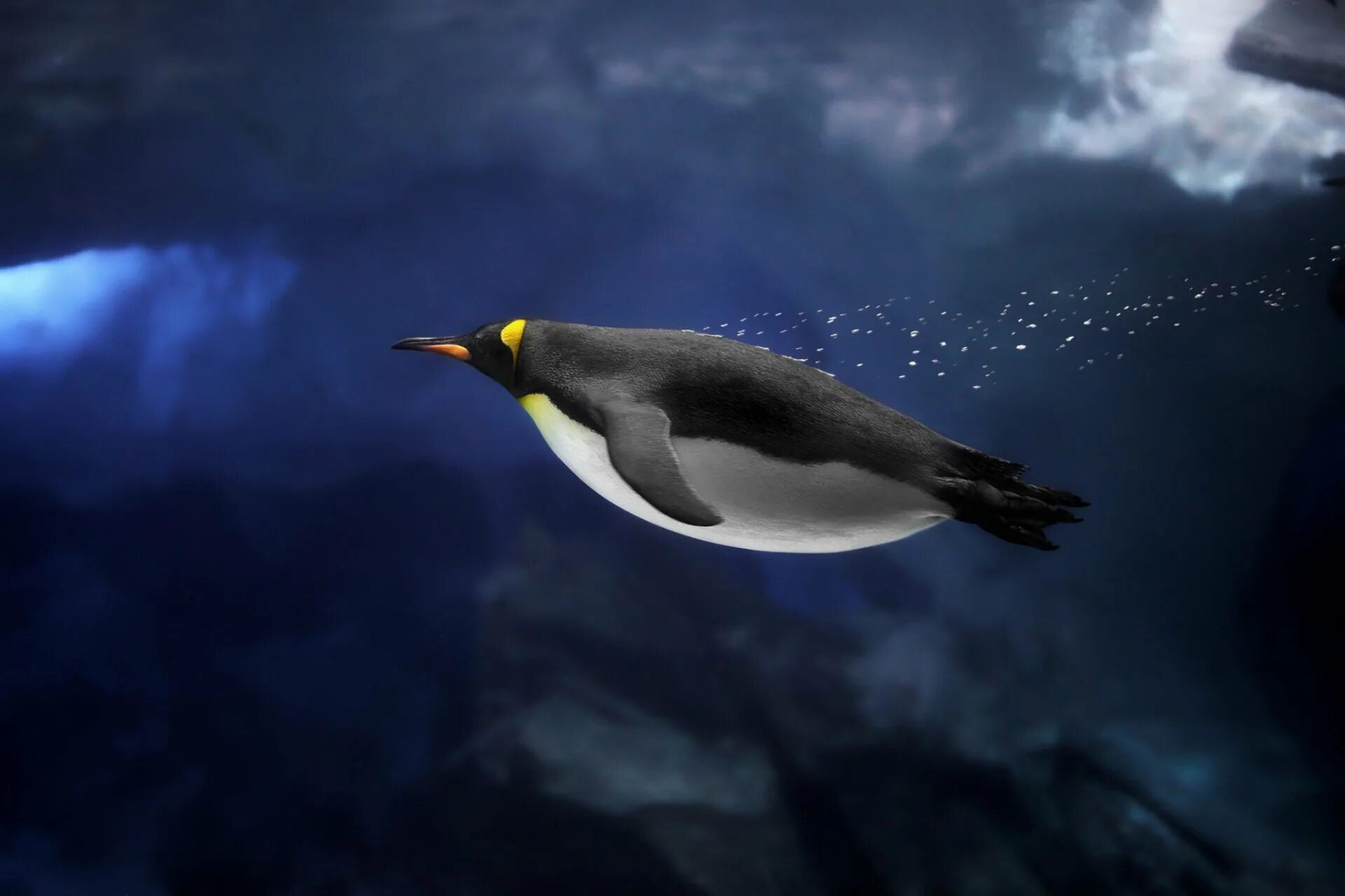 Королевский Пингвин в Антарктиде. Императорский Пингвин ныряет. Королевский Пингвин плывет. Пингвины в Антарктиде.