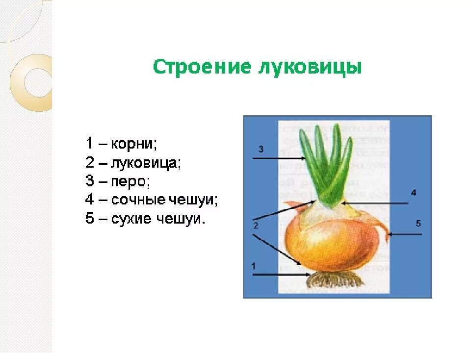 Развития луковая. Развития луковая