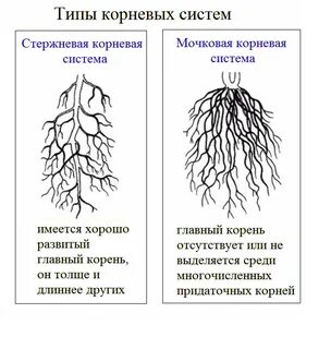 Корневая система растений бывает