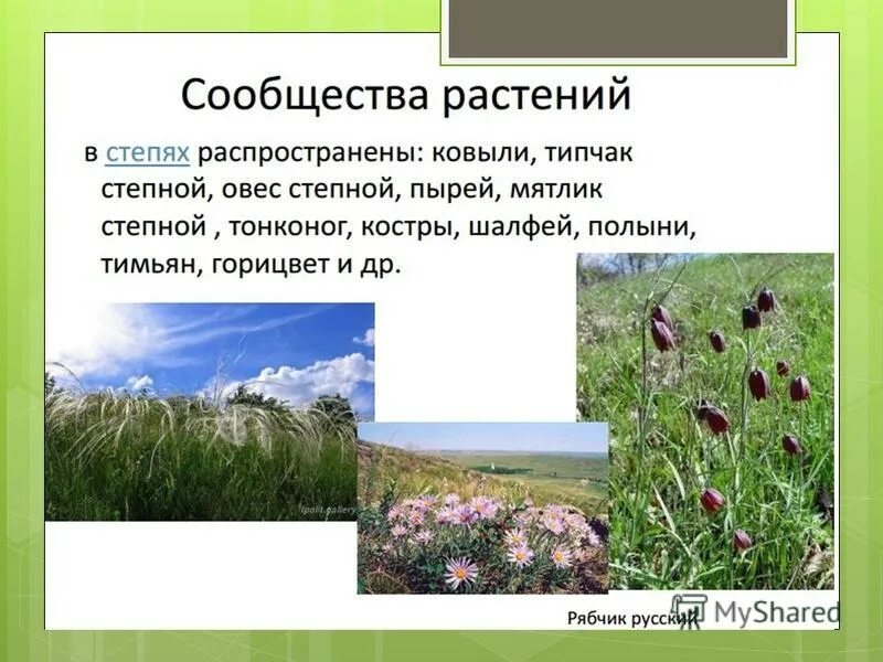 Сообщение о природной зоне 5 класс биология. Растительное сообщество степь. Растительность степи. Растения и животные степи. Растения степи.