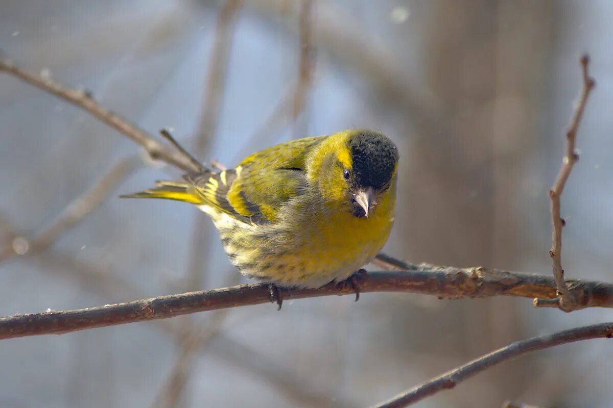 Чиж птица года конкурс. Чиж в Сибири. Carduelis Spinus. Чиж птица. Spinus Spinus.