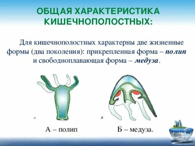 Система тела кишечнополостных. Общая характеристика кишечнополостных. размножение кишечнополостных 7 класс. обещая характеристики кишечнополостных. тип кишечнополостные общая характеристика.