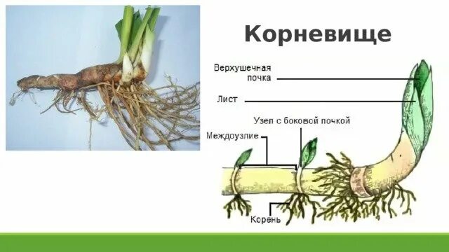 Видоизменённый подземный побег корневище пырея. Видоизменённый побег корневище ландыша. Почему корневище. Чем отличается корневище от корня. Видоизменённый побег корневище.