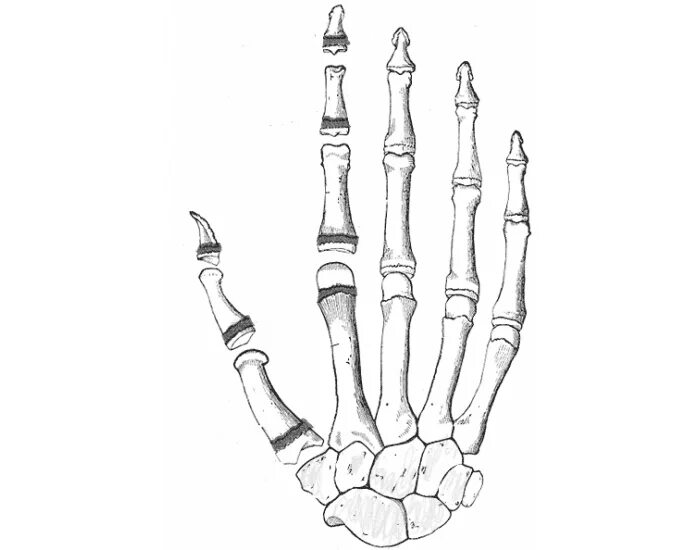 Кости кисти анатомия. Кисть строение анатомия костей. Скелет кисти ладонная поверхность. Кисть человека строение костей. Скелет запястья человека
