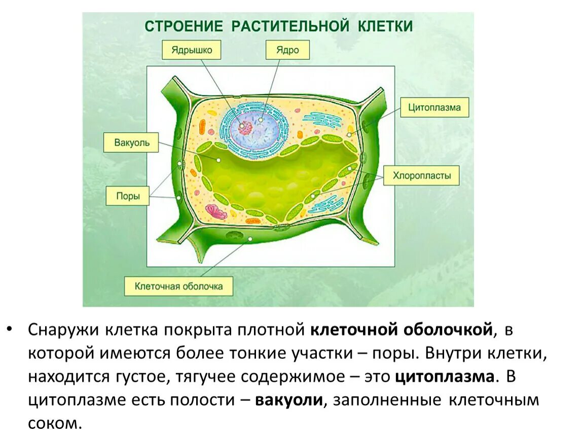 Каждую клетку покрывает. Состав клетки растения 5 класс биология. Строение и состав клетки 5 класс биология. Состав растительной клетки 6 класс биология. Хим состав растительной клетки.