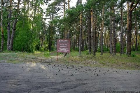 Сосновый бор солотча
