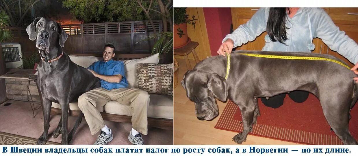 Штраф за выгул собак без намордника. Налог на собак в швеции. Выгул собак. Налог на собак в швеции. Собака ростом с человека.
