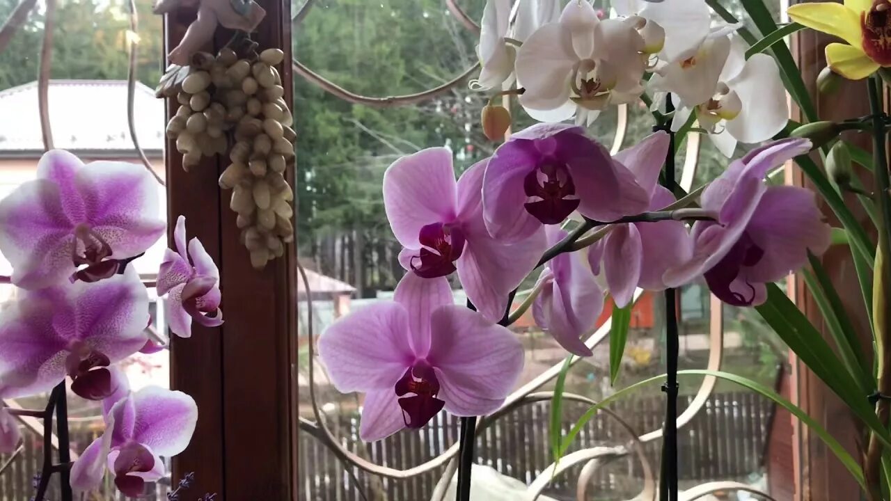 Орхидеи уценка