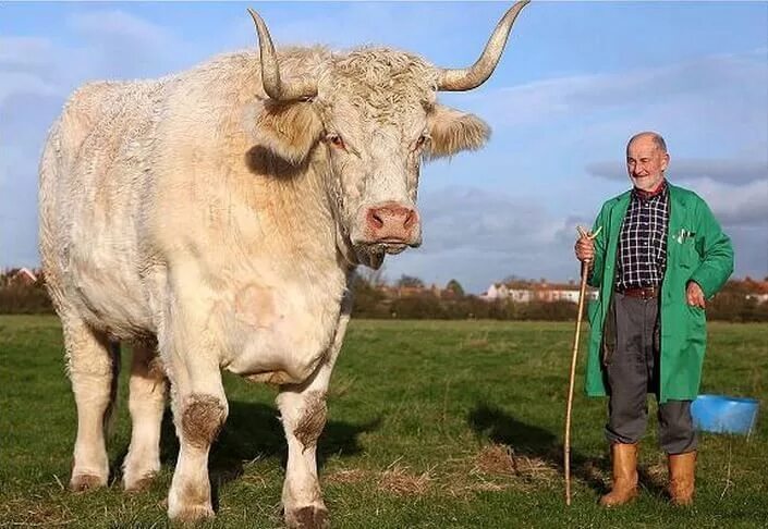 Yann Arthus-Bertrand. Belgian blue cattle, Belgian blue, Cattle
