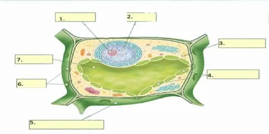Структура растительной клетки 6 класс биология. Структура клетки растения биология 6 класс. Растительная клетка 6 класс биология. Клеточное строение растений 6 класс биология.