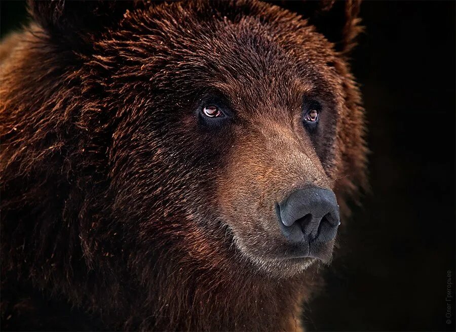 Какая голова у медведя. Глаза медведя. Морда медведя. Взгляд медведя. Бурый медведь глаза.