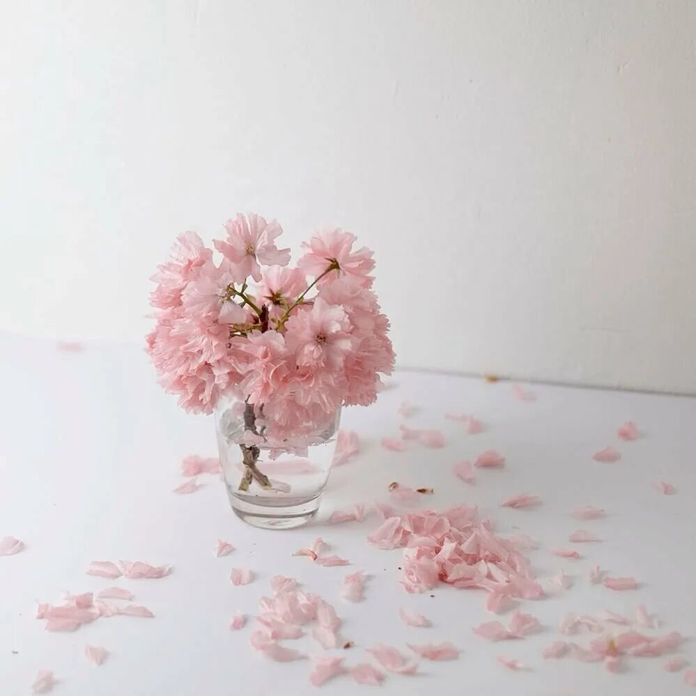 Розовый белый видео. Цветы в пастельных тонах. Цветы в нежных тонах. Нежный цветок. Эстетика розового.