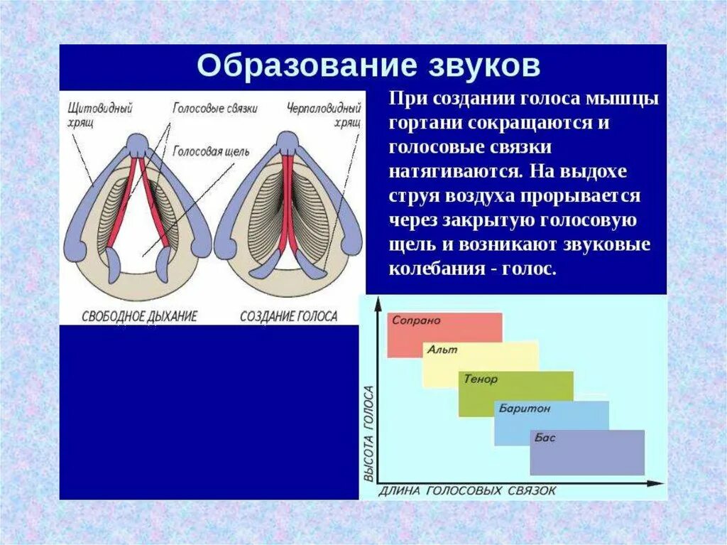 Образование звуков языка. Колебание голосовых связок. Образование звука в гортани. Процесс образования голоса. Образование звука голосовыми связками.