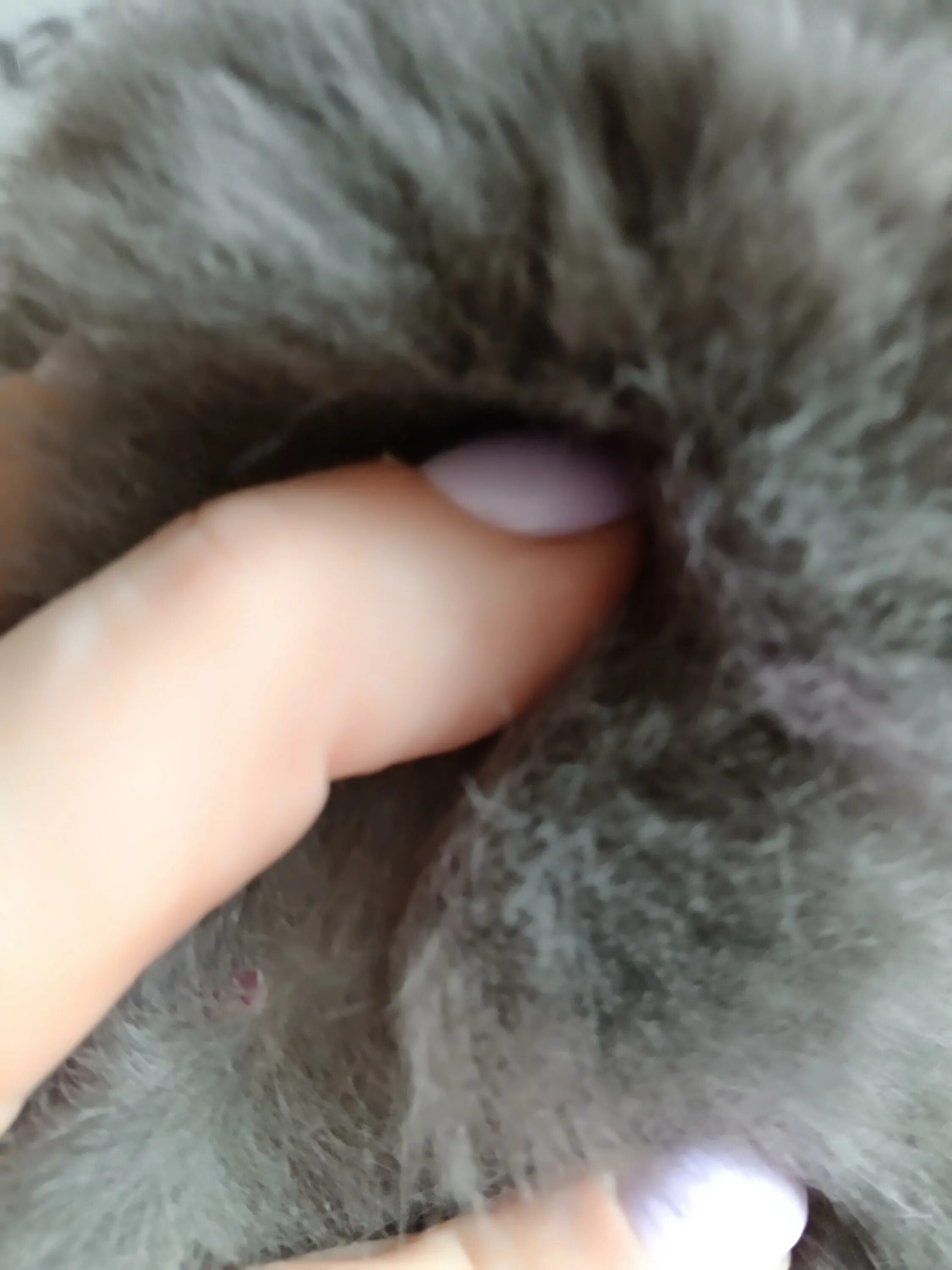 У кота на задних лапах залысины. Залысины на лапках у кошек.