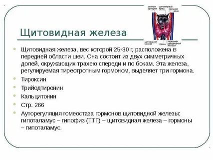 Щитовидная железа регулирует уровень обмена веществ