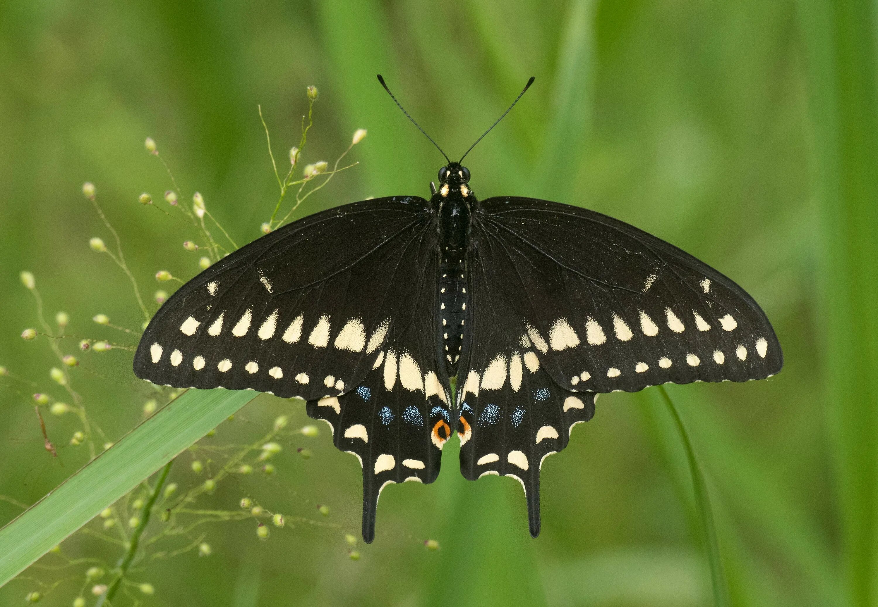 Бабочка Swallowtail. Black Swallowtail бабочка. Парусник Поликсена бабочка. Черный Махаон (Black Swallowtail) гусеница. Бабочка черный рынок