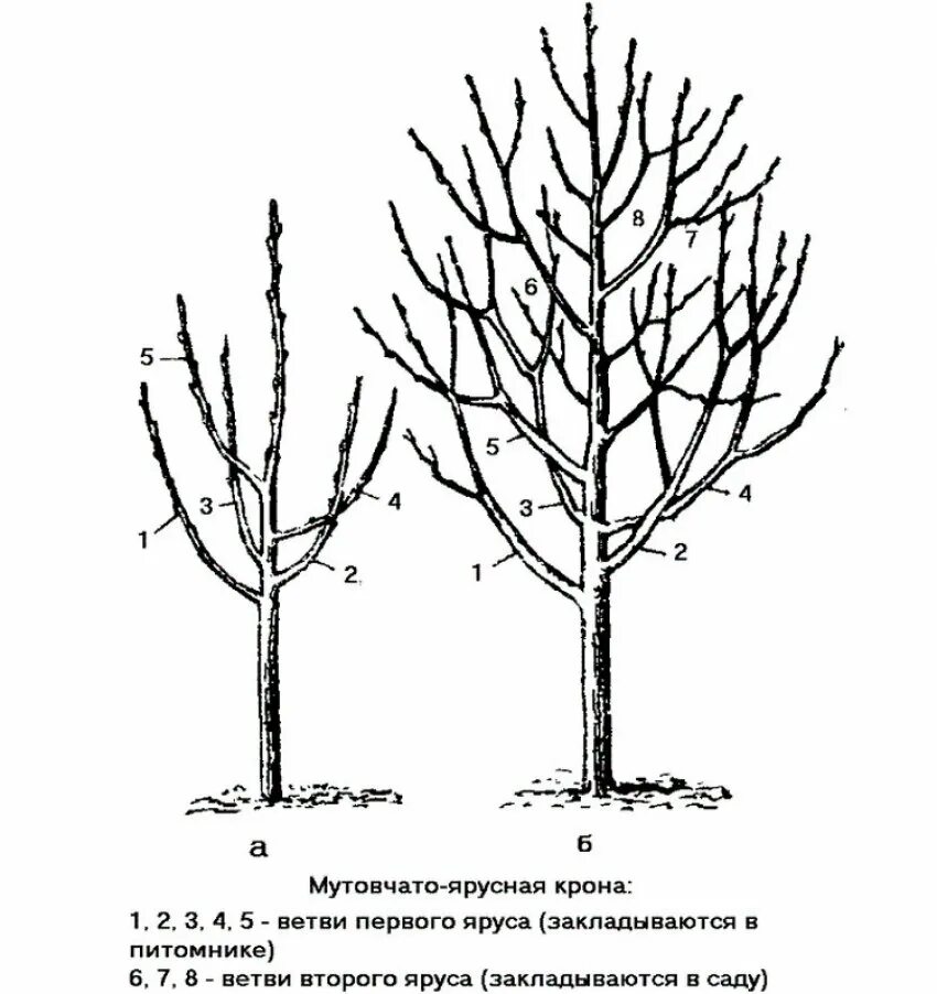 Как правильно обрезать плодовые весной. Обрезка яблони весной схема. Подрезка яблонь весной схема. Схема обрезки яблони весной. Формировка кроны яблони.