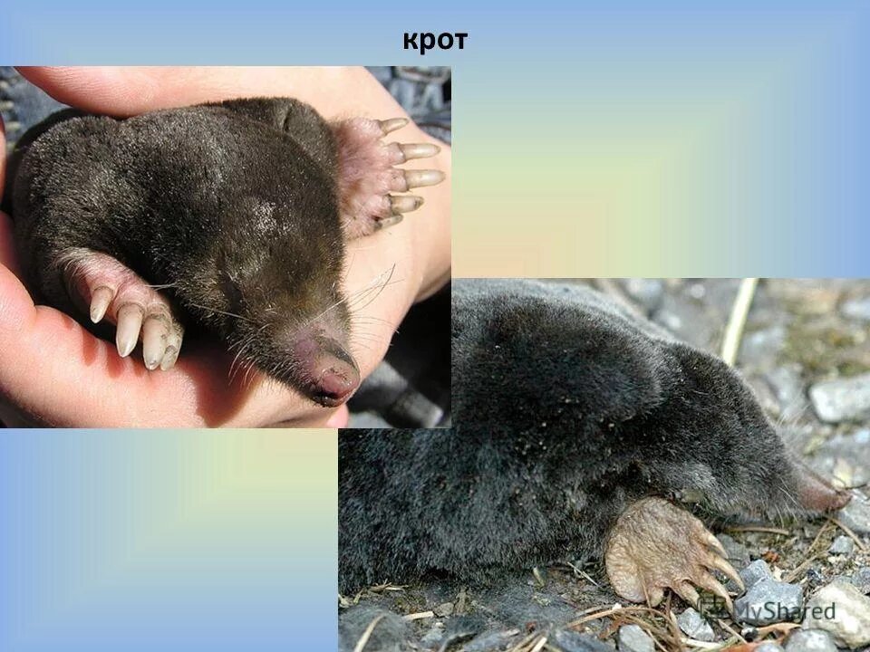 Крот обыкновенный сбоку. Внешнее строение крота. Крот анатомия. Внутреннее строение крота. Крот обыкновенный особенности.