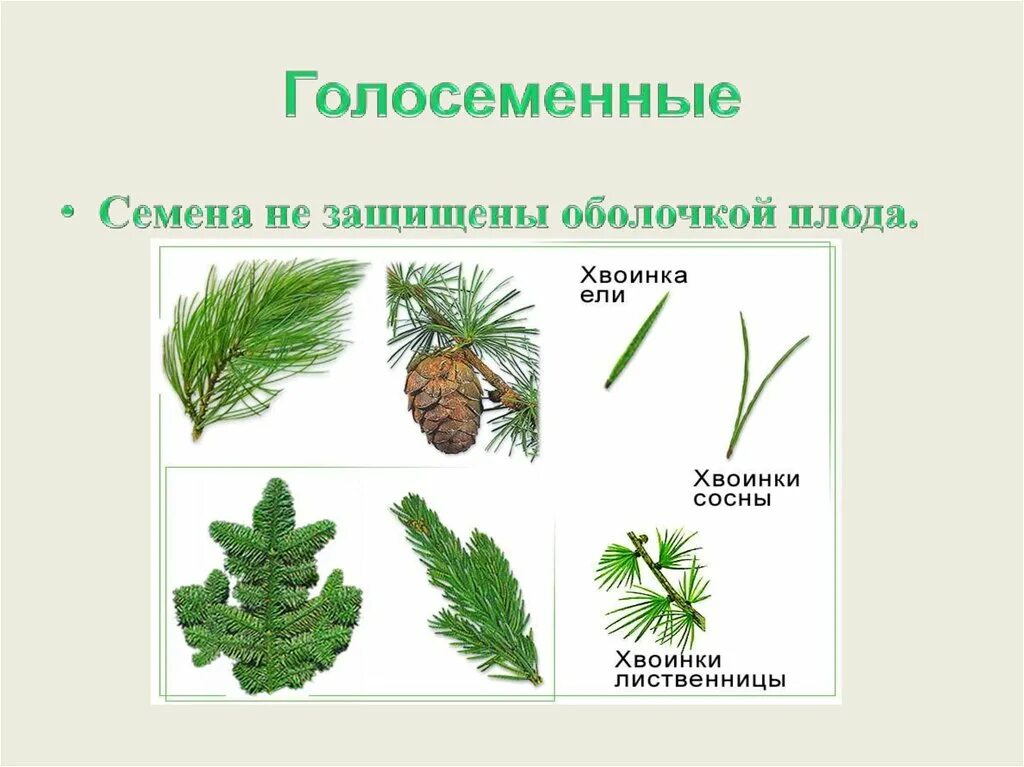 Распространение семян сосны. Голосеменные отдел семенных растений. Семена голосеменных растений. Зародыш голосеменного растения. Семена голосеменных защищены оболочкой.