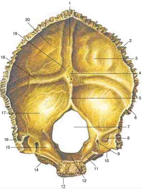Мыщелки черепа. Анатомия затылочной кости черепа. Затылочная кость кость анатомия. Строение затылочной кости. Затылочная кость Clivus.