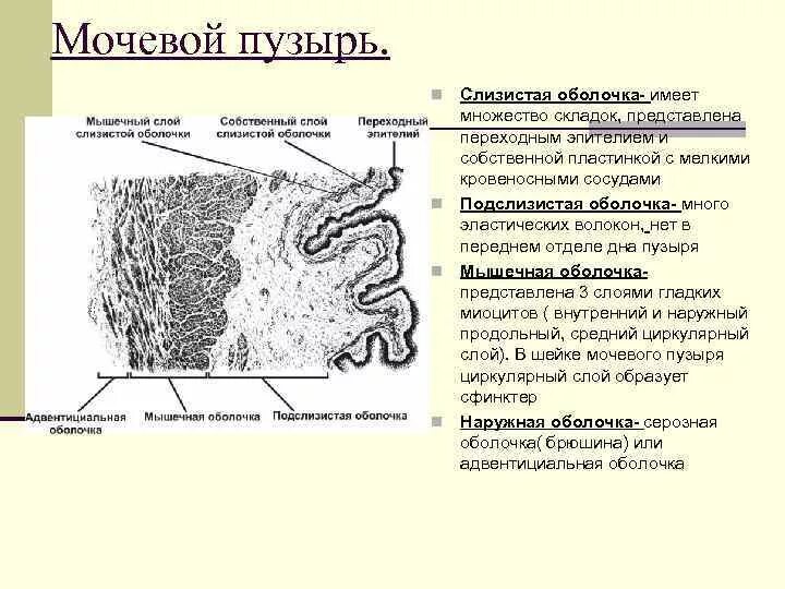 Слизистая оболочка мочевого пузыря строение. Слизистая оболочка мочевого пузыря образована. Мочевой пузырь строение оболочки. Складки слизистой оболочки мочевого пузыря. Слизистые оболочки строение и функции