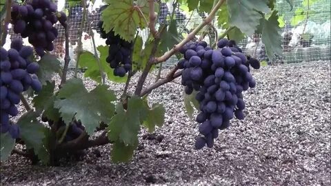Сорта винограду видео