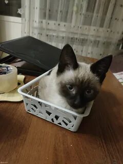 Ногинск котята в добрые