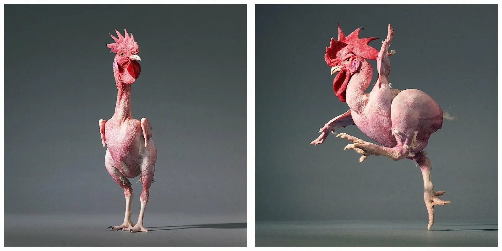 Человек животное без перьев