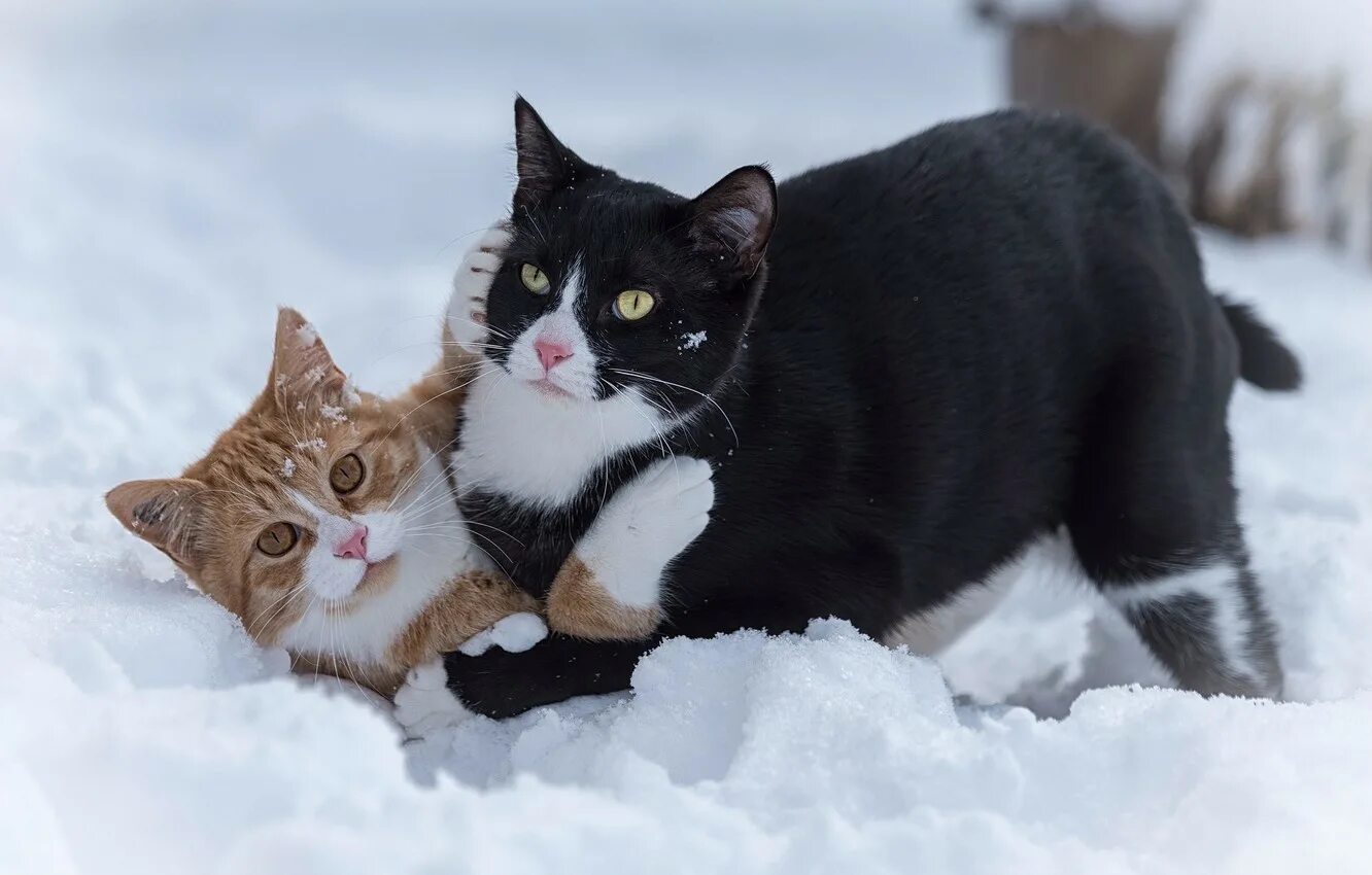 Два кота давай. Сноу кэт. два котика. два кота. зимний кот.