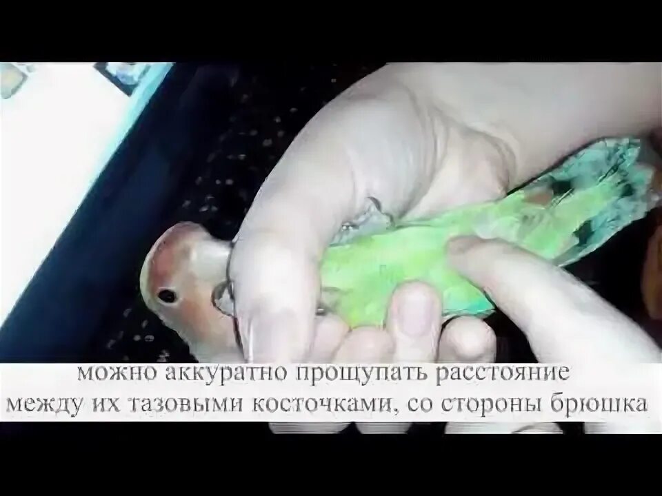 Как определить пол неразлучника. Попугай неразлучник самец и самка. попугаи неразлучники различить пол. как определить пол попугая неразлучника. как понять пол попугая неразлучника.